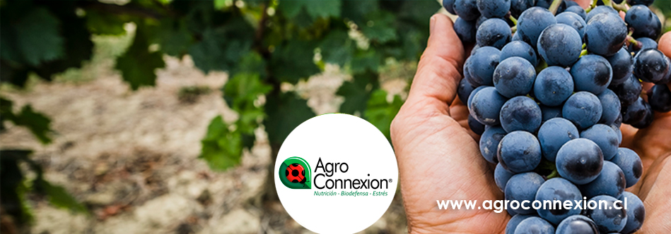 BANNERagro